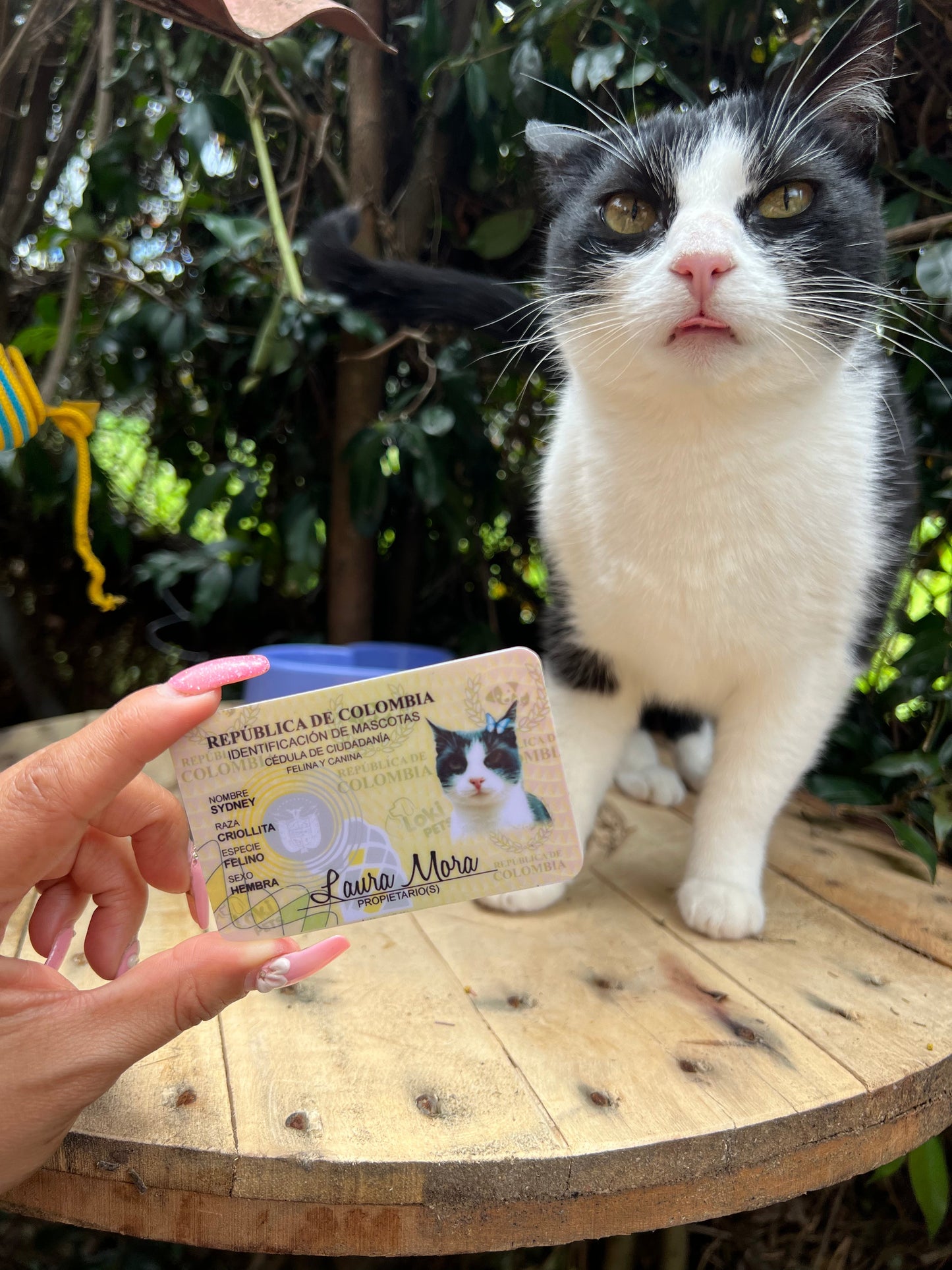 Cédula De Billetera