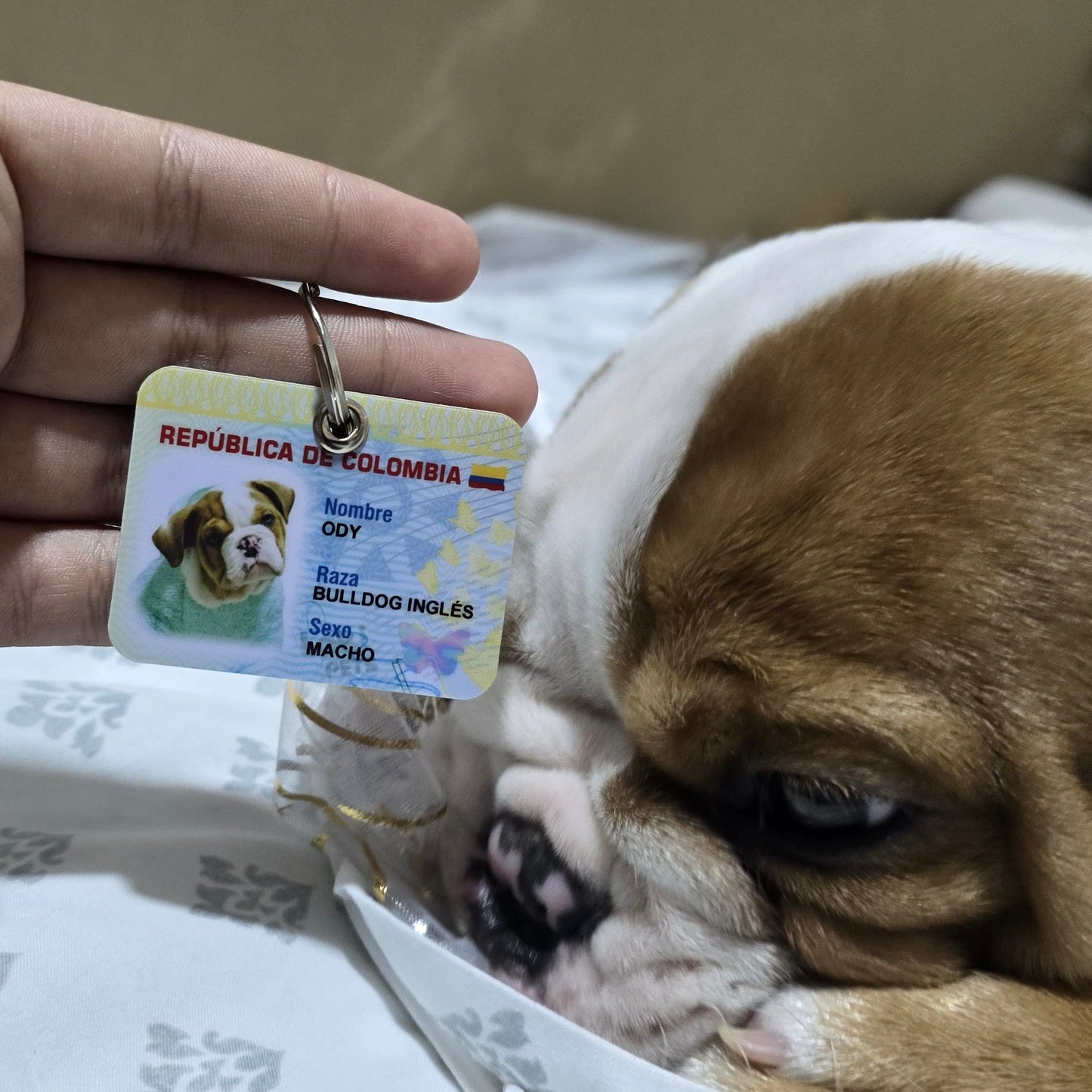 NUEVA Plaquita mini-cédula