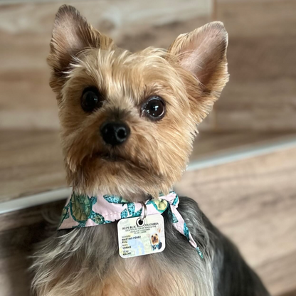 Plaquita mini-cédula