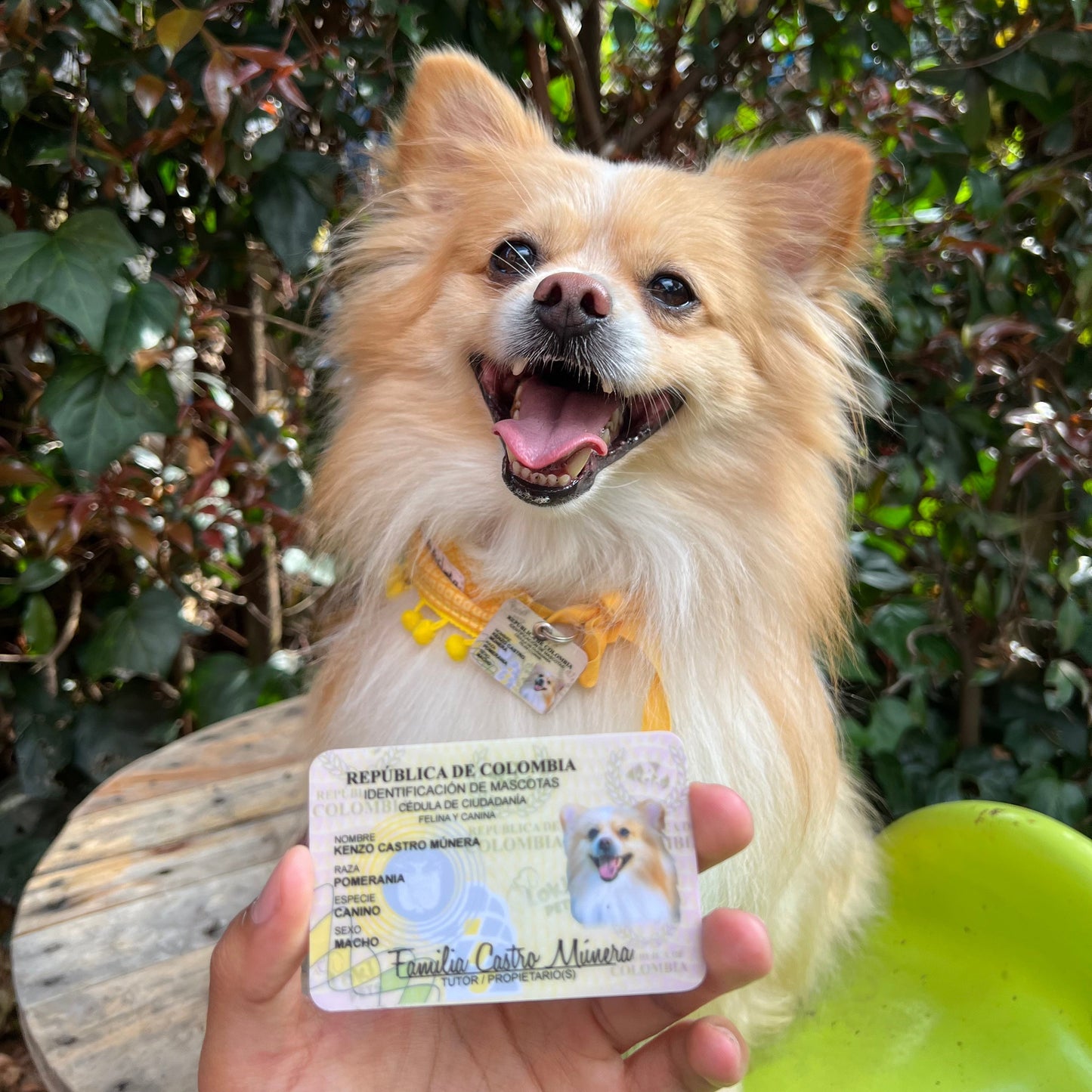 Cédulas Para Mascotas