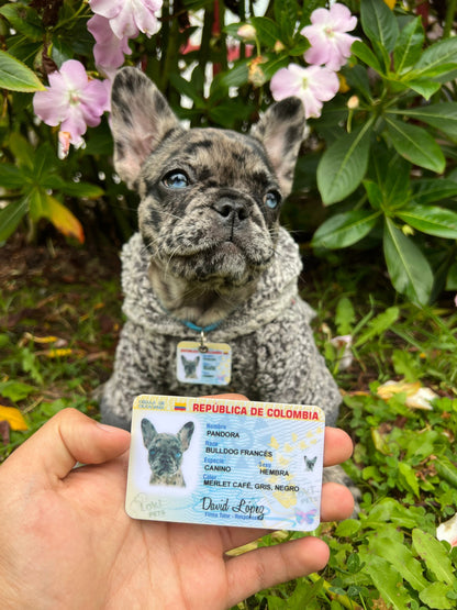 NUEVAS Cédulas Para Mascotas